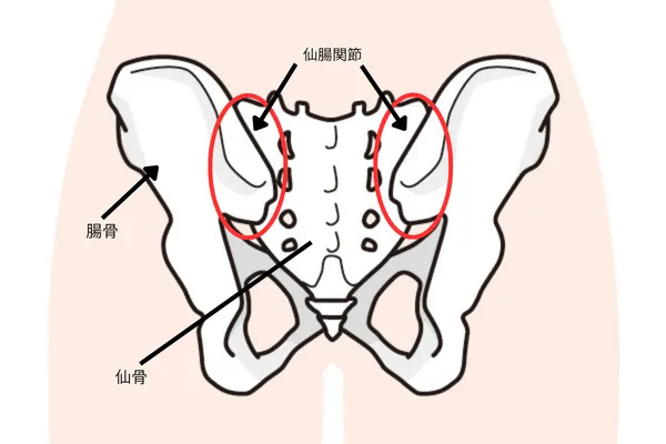 骨盤と仙腸関節の正面図
